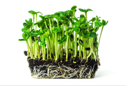 A Beginner's Guide to Cultivating Microgreens at Home