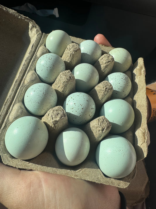Dozen Coturnix (Celadon) Quail Eggs